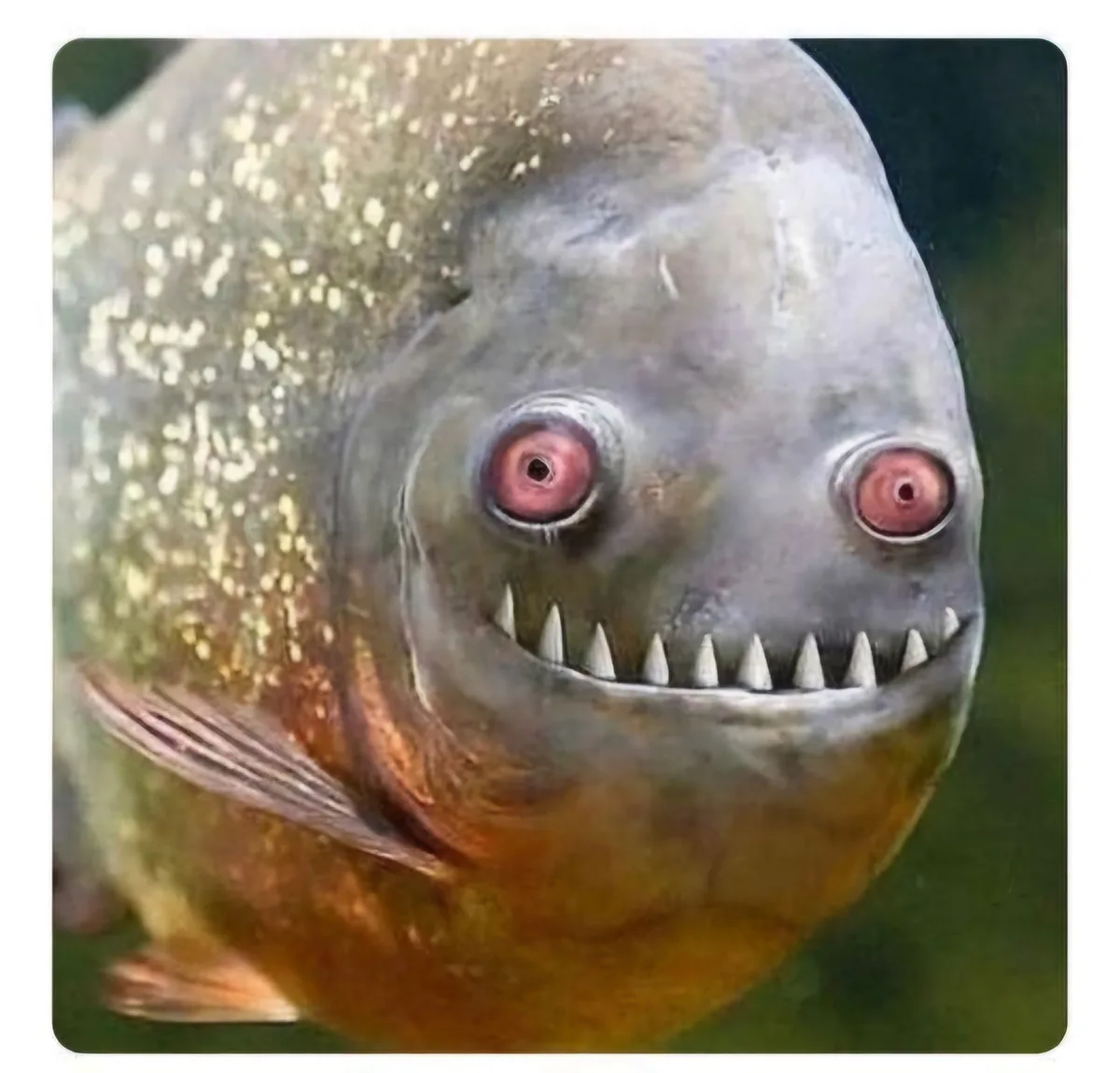 A close-up photo of a piranha with a menacing expression, featuring large red eyes and sharp, prominent teeth. The fish has…