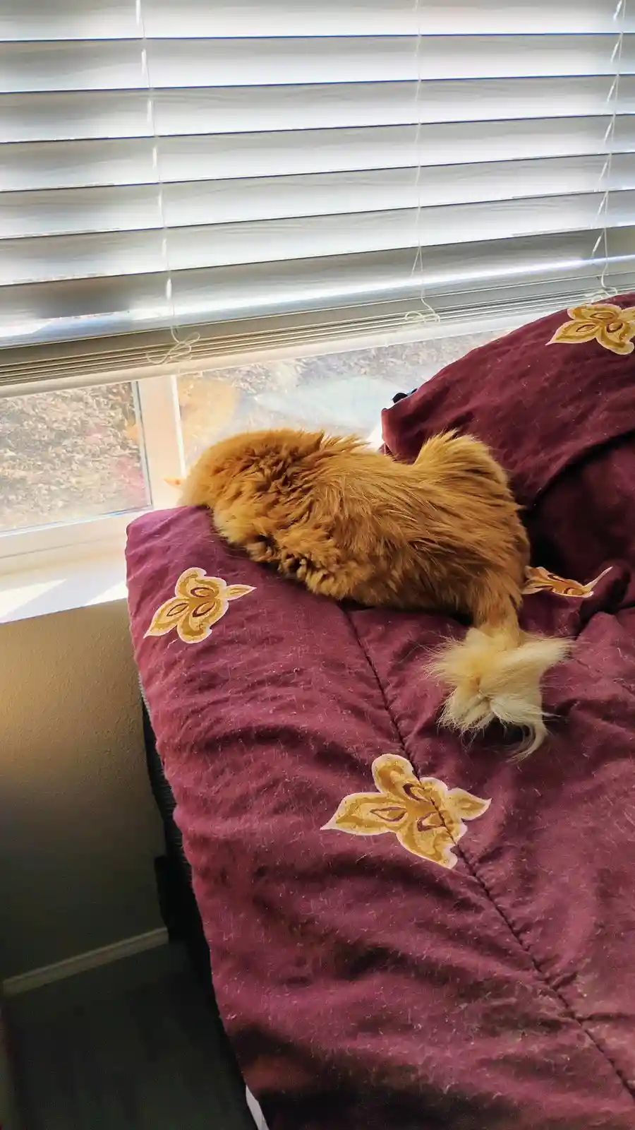 A fluffy orange cat is curled up and sleeping soundly on a maroon comforter with gold floral embroidery, positioned right…