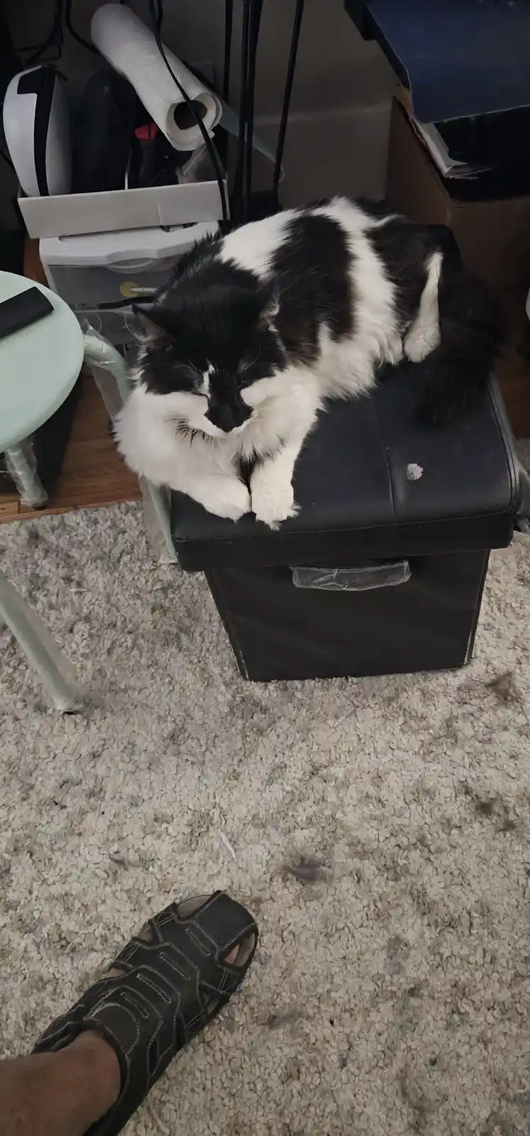 A black and white fluffy cat is curled up and sleeping soundly on top of a black storage ottoman. In the foreground, a…