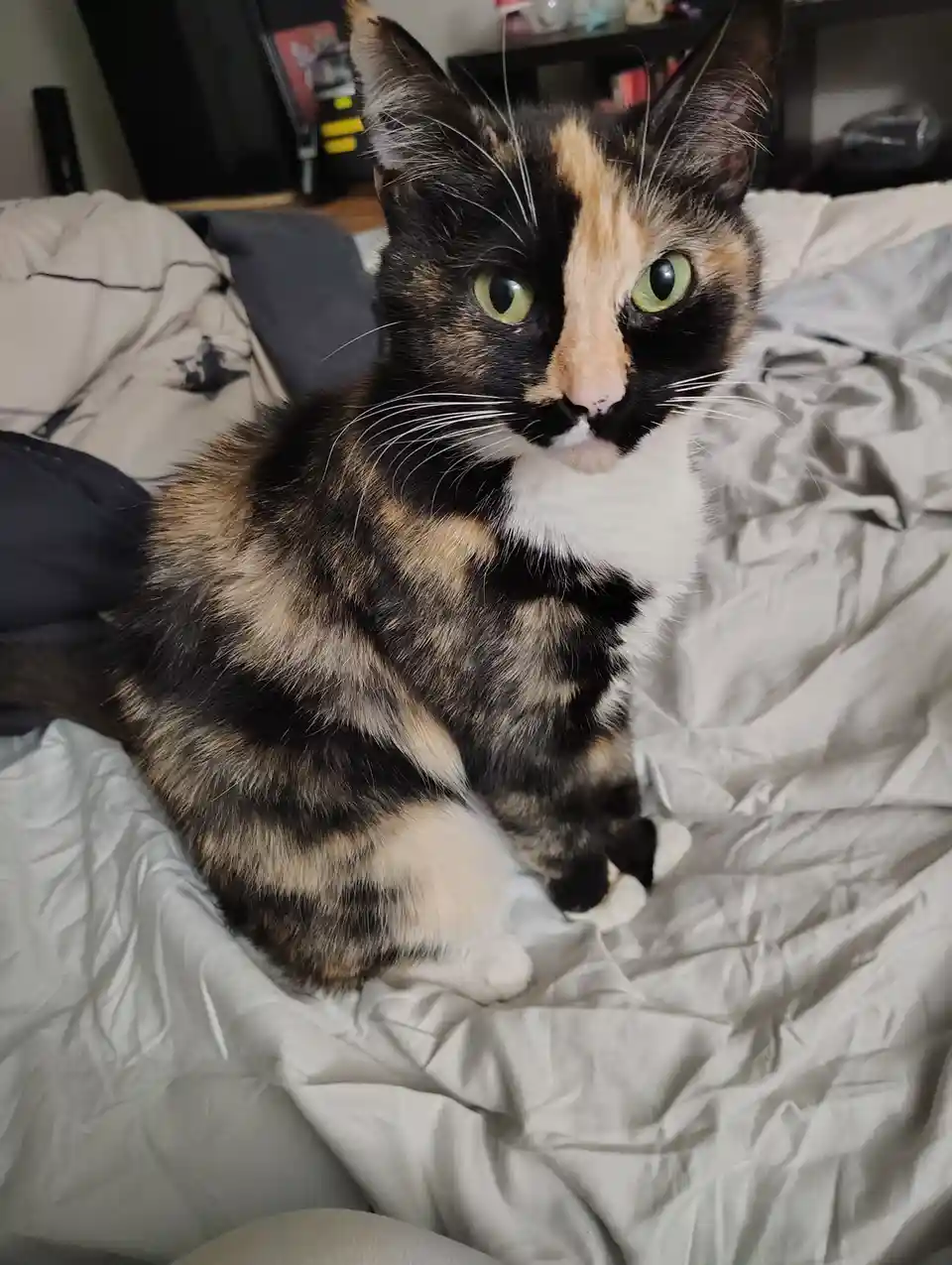 A calico cat with striking green eyes sits alertly on rumpled white bedding, looking directly at the camera with an intense…