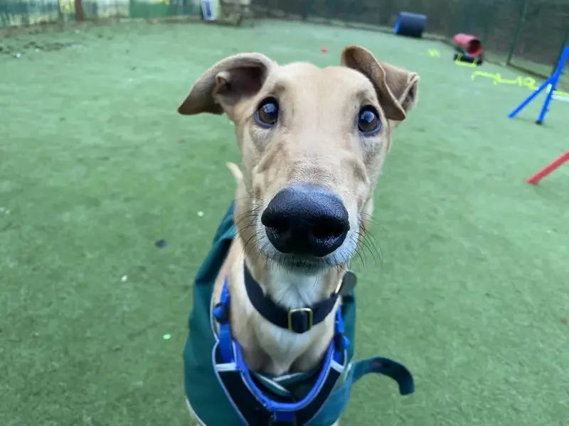 Kick off your weekend with a playful boop on Miller's snoot!
