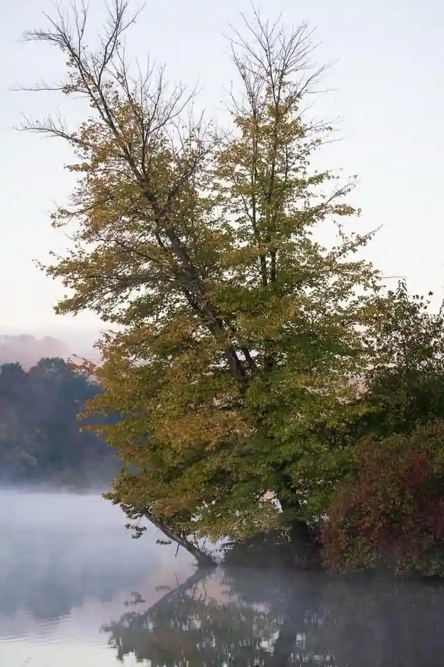 A serene autumn scene shows a large tree with green and yellow leaves standing in misty water, its reflection visible. The…