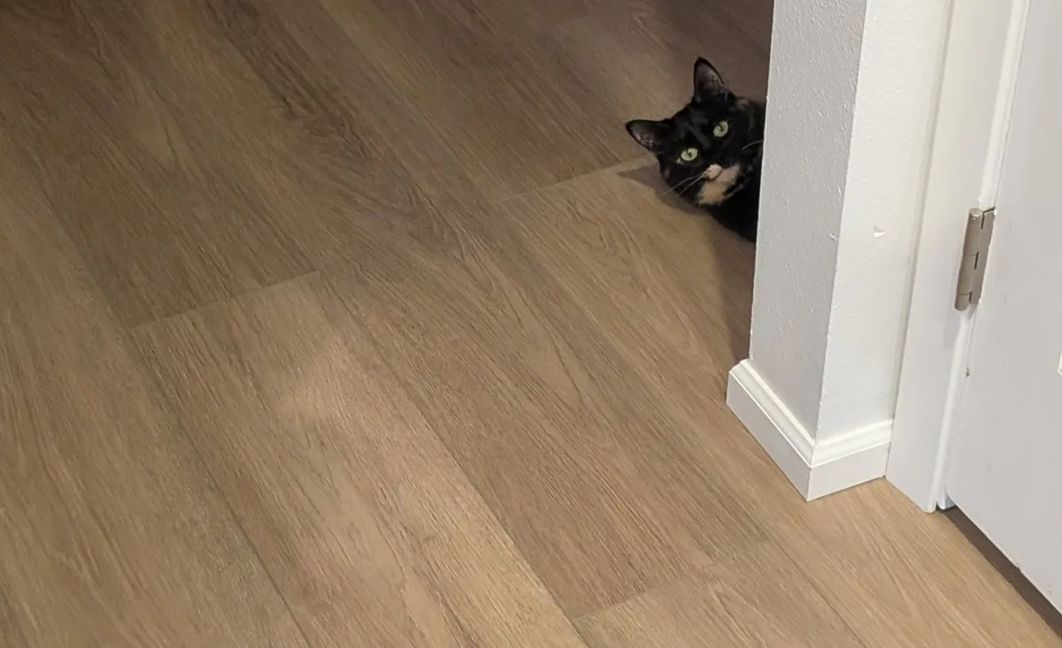 A black cat with green eyes and a small white patch on its chest peeks cautiously from behind a white door frame onto a…