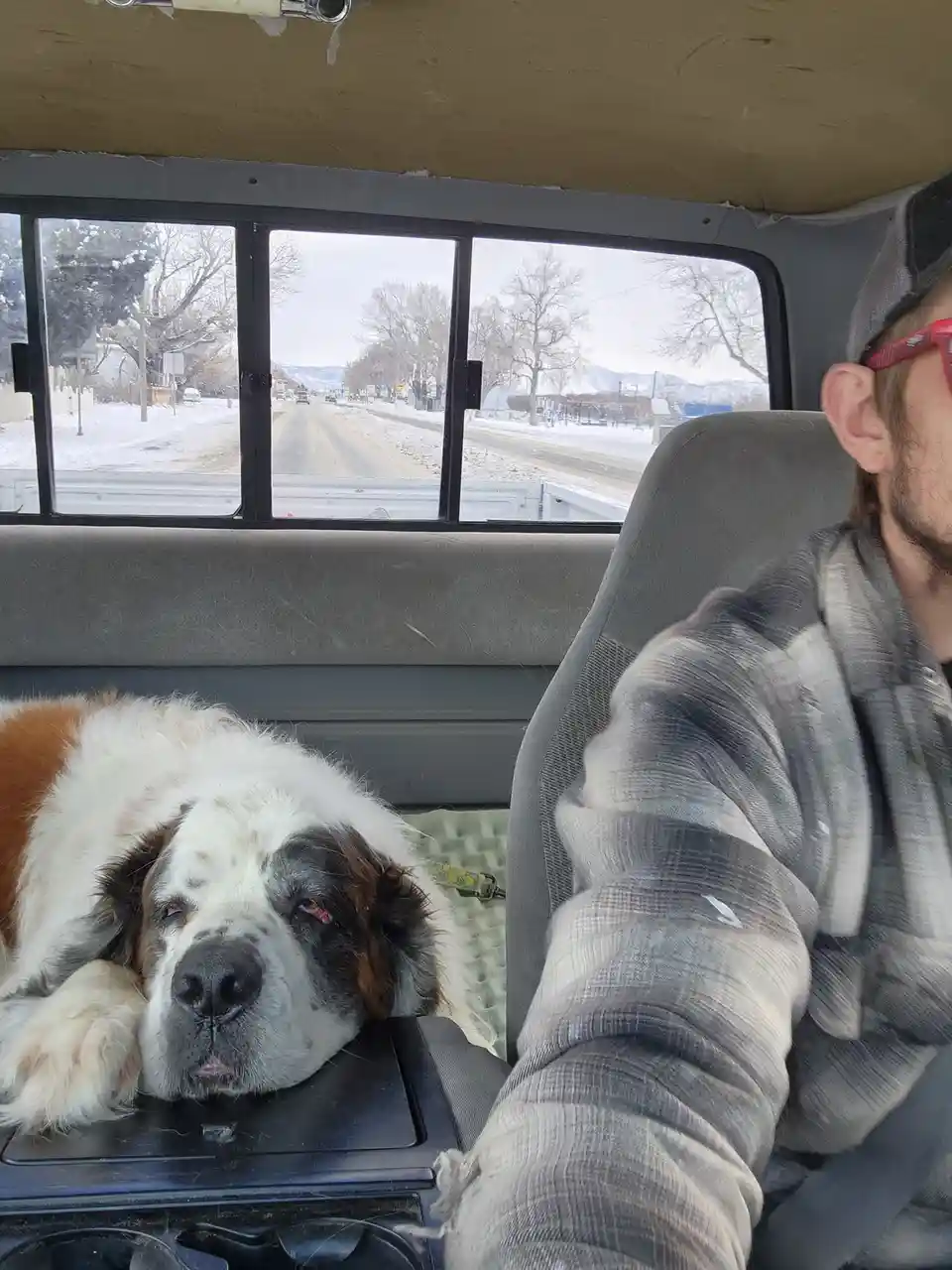 A large Saint Bernard dog with white and brown fur is sleeping soundly with its head resting on the center console of a…