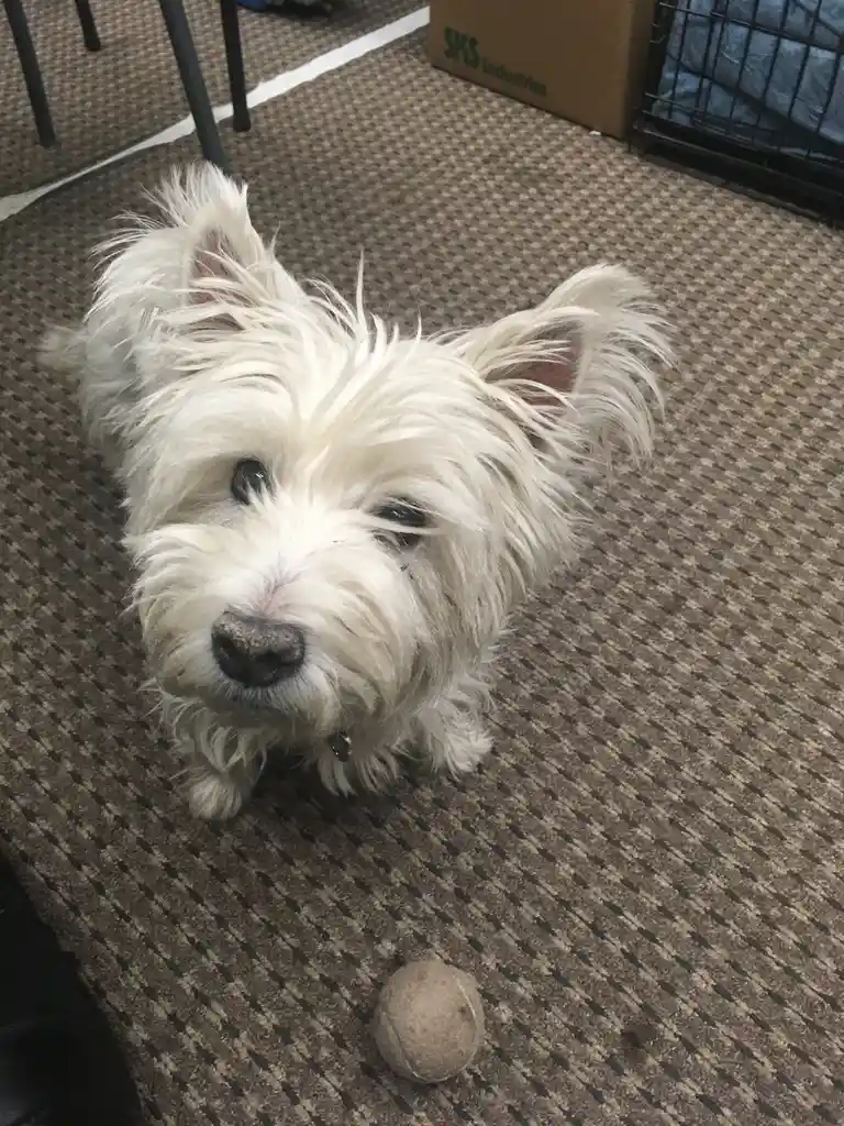 A small, fluffy white dog with shaggy fur and a slightly muddy nose stares directly at the camera with a tired, unimpressed…