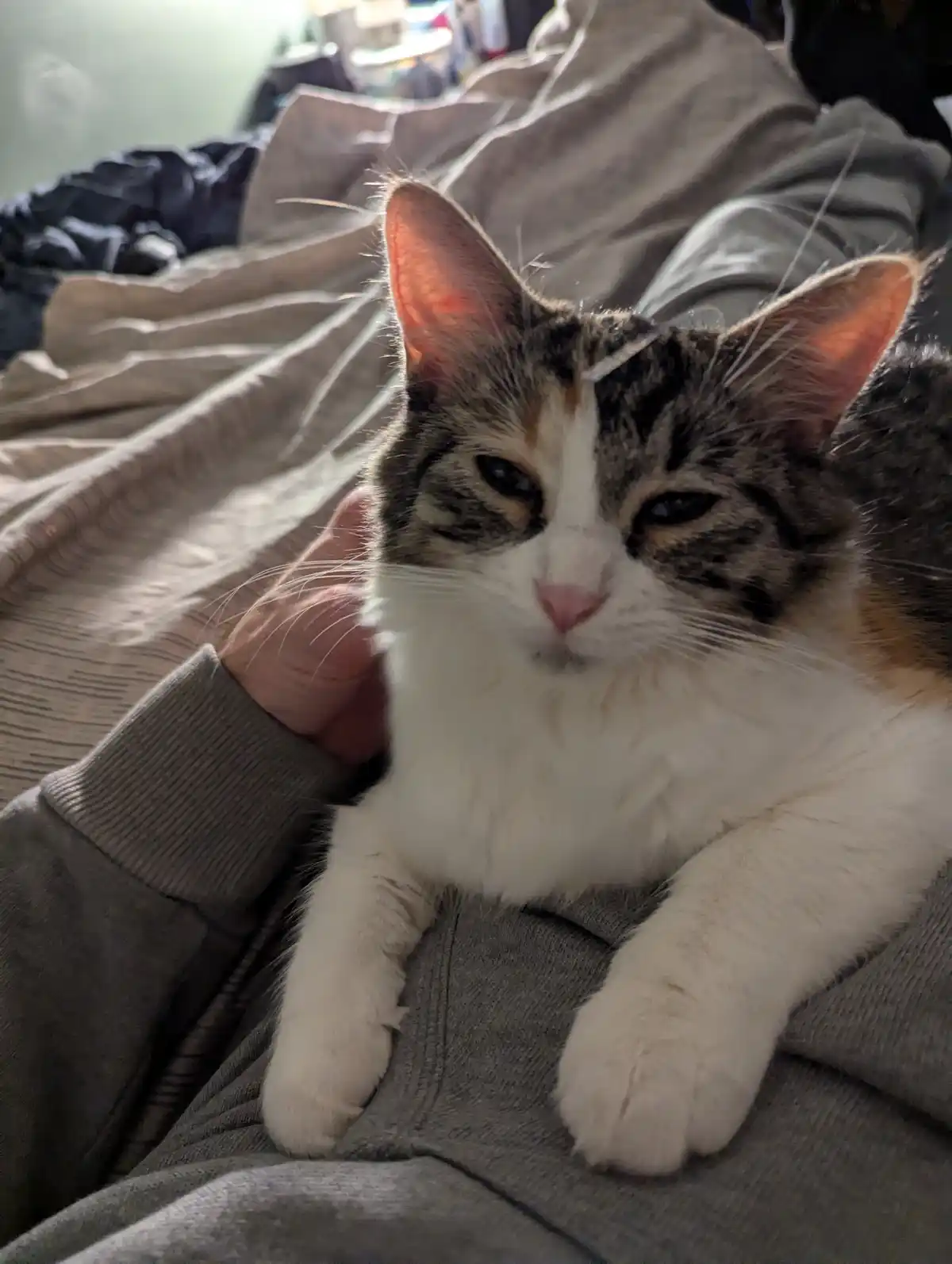 A calico cat with a white chest and face, and dark tabby markings, sits on a person's lap wearing a grey sweatshirt. The cat…