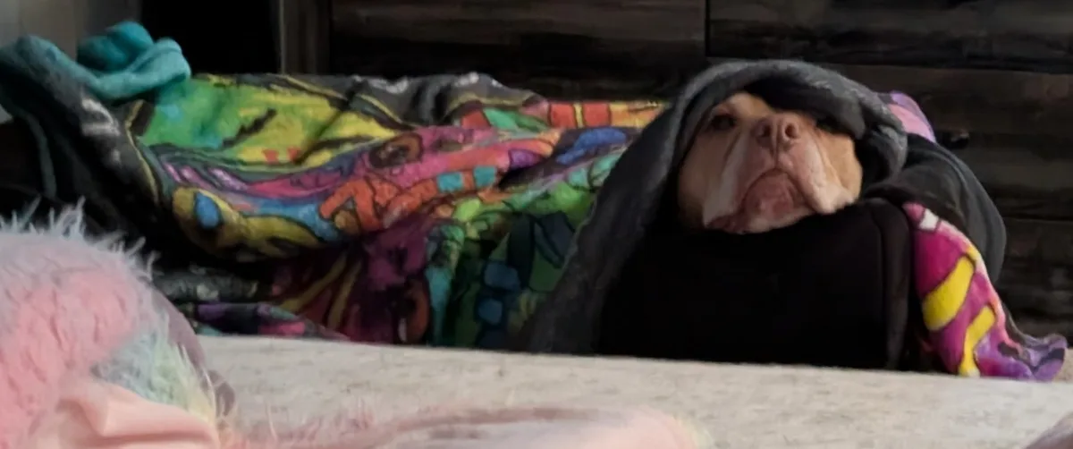 a dog with a wrinkled face is peeking out from under a dark blanket, lying on a colorful, patterned blanket. The dog's…
