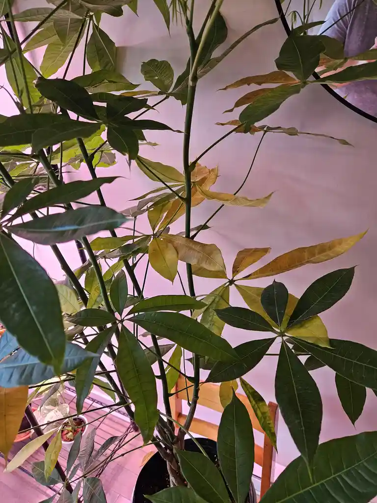 A close-up photo of a potted money tree plant with many green leaves, some of which are turning yellow and brown, indicating…
