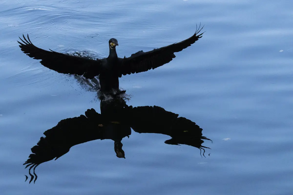 Nature's Wonders: Cormorant Landing - Day 2