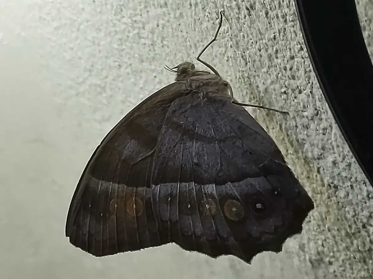 A close-up photo shows a dark brown butterfly with closed wings resting on a textured, light-colored surface. The…