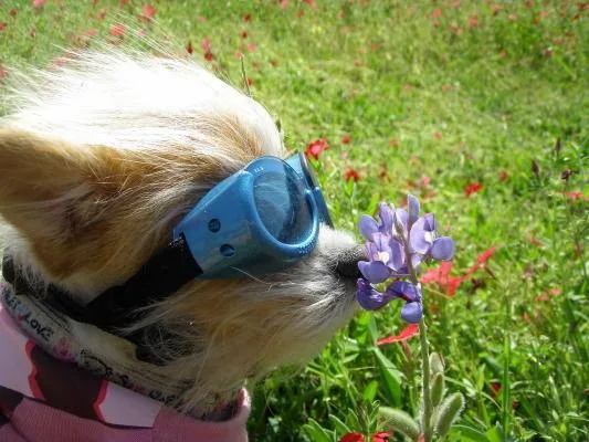 a small fluffy dog wearing blue goggles and a pink bandana sniffs a purple flower in a grassy field with red flowers. The…