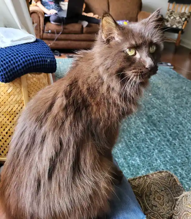 A long-haired brown cat with green eyes sits on someone's lap, looking off to the side with a stern, unimpressed expression…