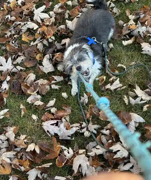 A small, fluffy gray and white dog wearing a blue harness lies on grass covered in autumn leaves, holding a blue rope leash…
