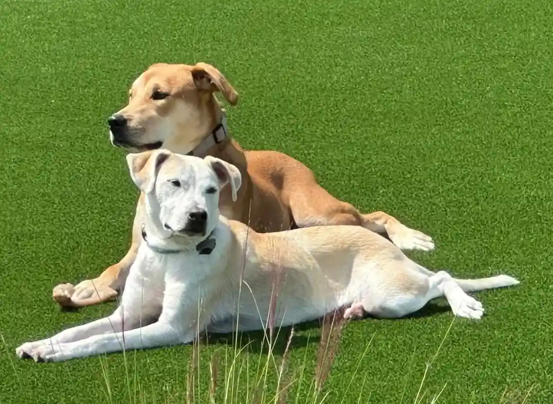 Two dogs, one tan and one white, are lying on green grass. The tan dog is behind the white dog, both looking relaxed. Text…