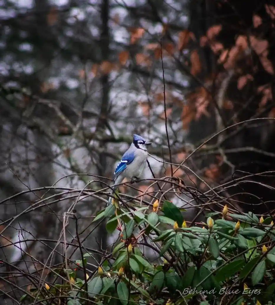 A blue jay perched on tangled branches amidst autumnal foliage and green leaves with yellow buds, with the text 'Behind Blue…