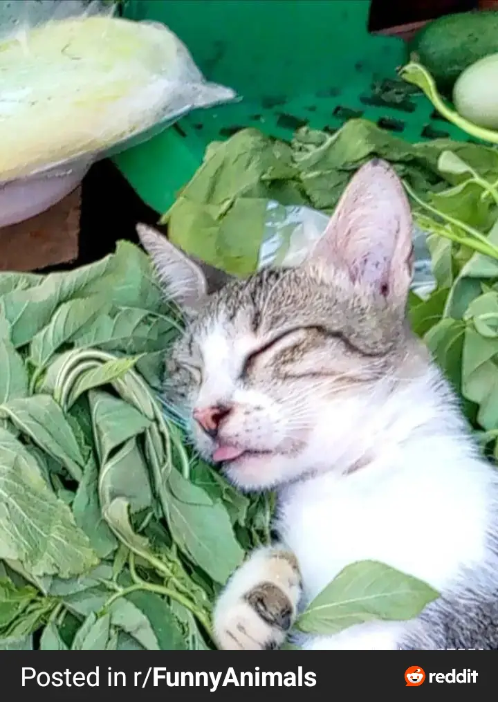 A gray and white tabby cat is nestled among green leafy vegetables, eyes closed and tongue slightly sticking out in a…