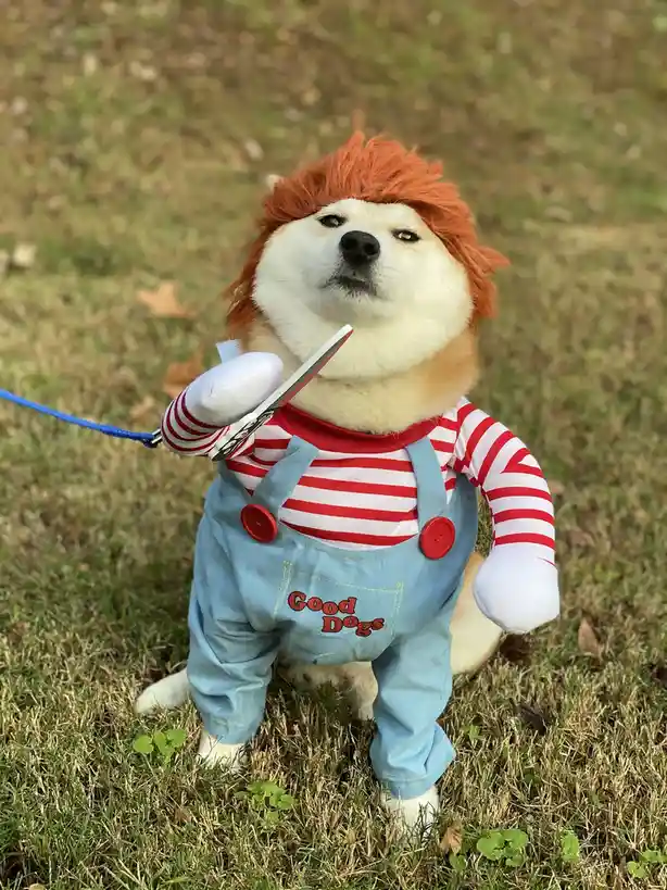 A shiba inu dog is dressed in a costume resembling the character Waldo, complete with a red and white striped shirt, blue…