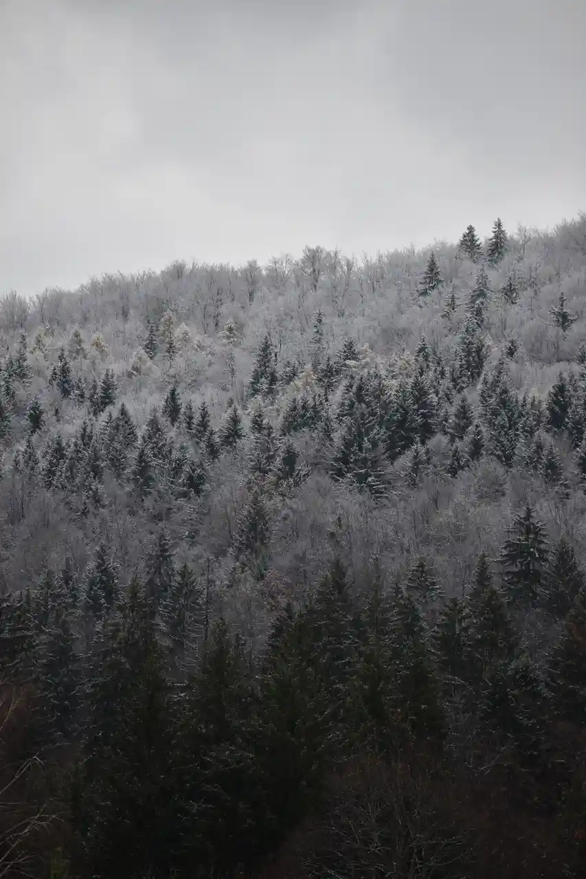 Winter Wonderland: A Snowy Scene
