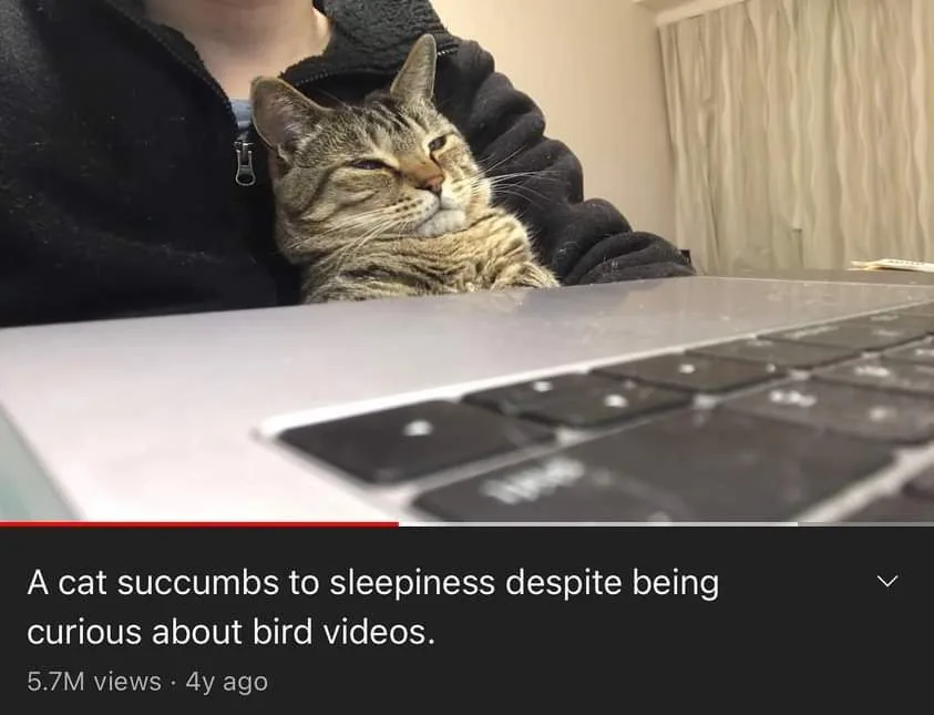 The Adorable Sleepy Cat That Steals Hearts
