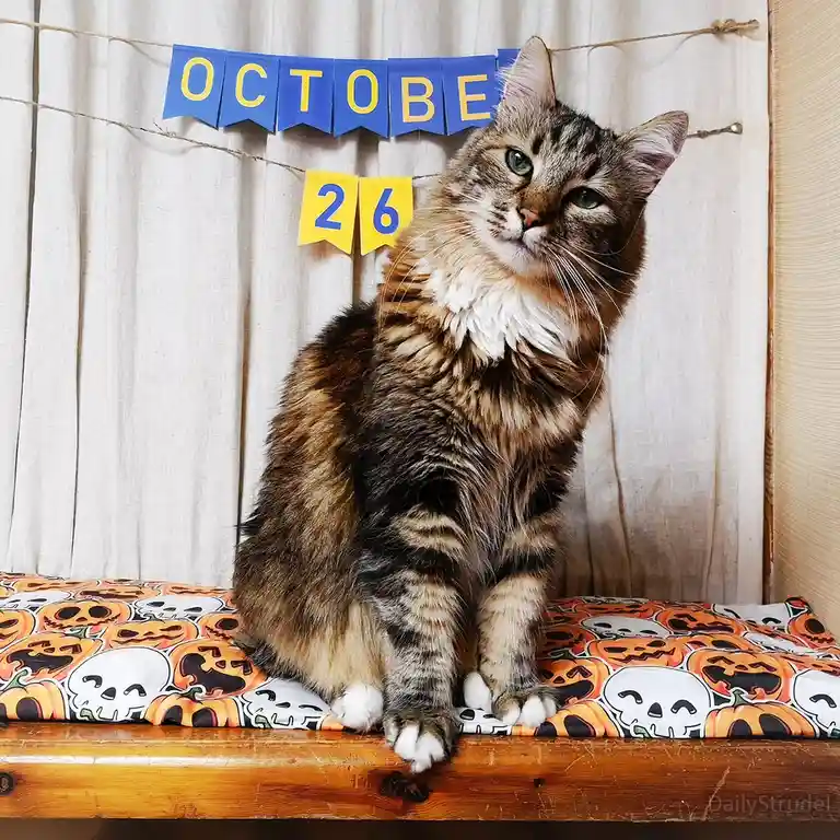 A fluffy tabby cat with green eyes sits regally on a Halloween-themed cushion featuring pumpkins and skulls. Behind the cat…