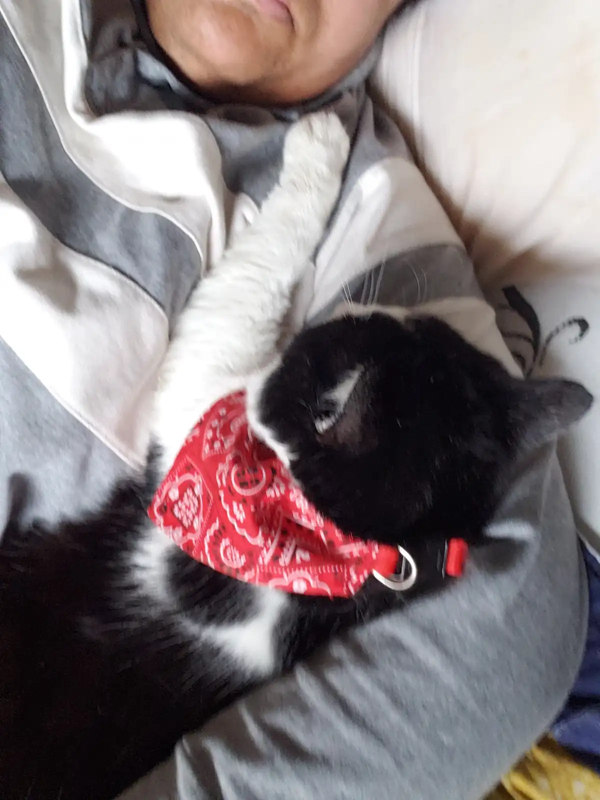 A black and white cat wearing a red bandana around its neck is curled up sleeping on a person's chest, who is also lying…