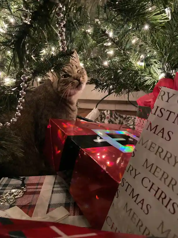 Meet George, the Festive Christmas Kitty!