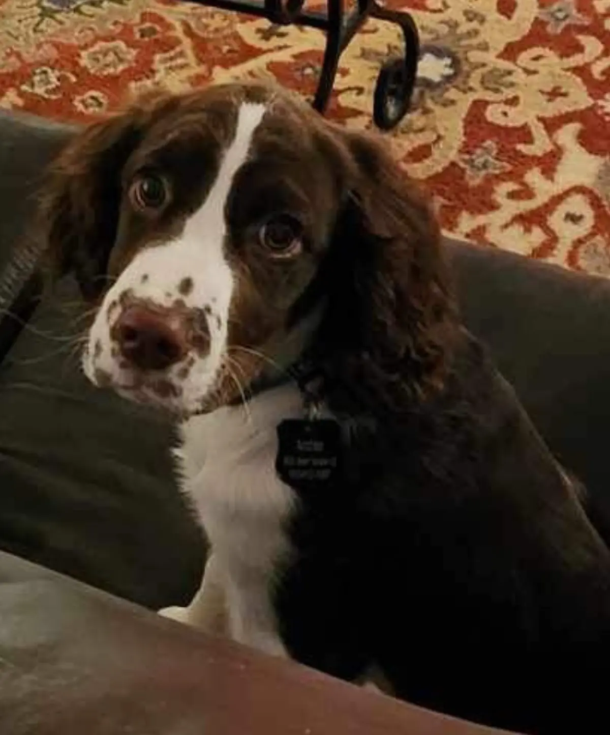 A brown and white dog with long floppy ears sits on a dark couch, looking up with wide, pleading eyes. Its name tag, visible…