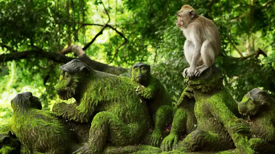 Tourists seeking a unique tropical experience visit this Balinese Hindu temple complex, home to a mischievous band of…