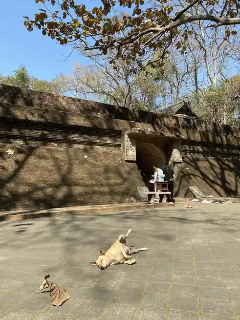 A light-colored dog is lying on its back, sleeping peacefully on a paved courtyard floor in front of a large brick wall with…