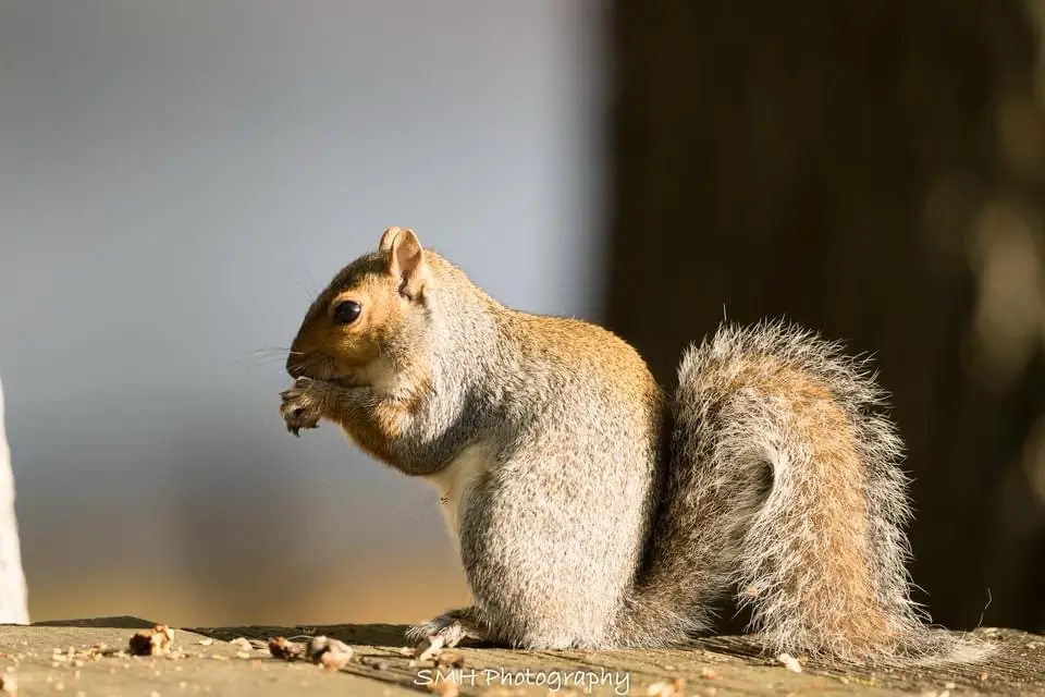 A gray squirrel sits upright on a wooden surface, holding a small piece of food in its paws and nibbling it. The background…