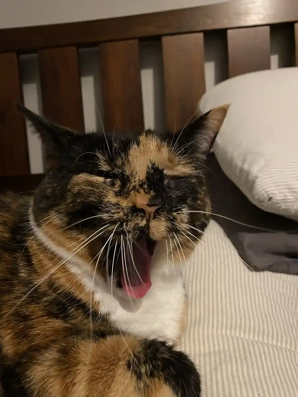 A close-up photo of a calico cat yawning widely with its eyes closed while lying on a bed with striped sheets and a wooden…