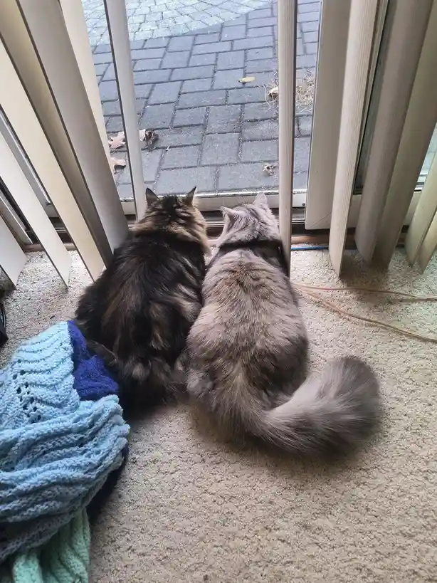 Two fluffy cats, one dark brown and one gray, sit side-by-side on a beige carpet, staring intently through a screen door at…