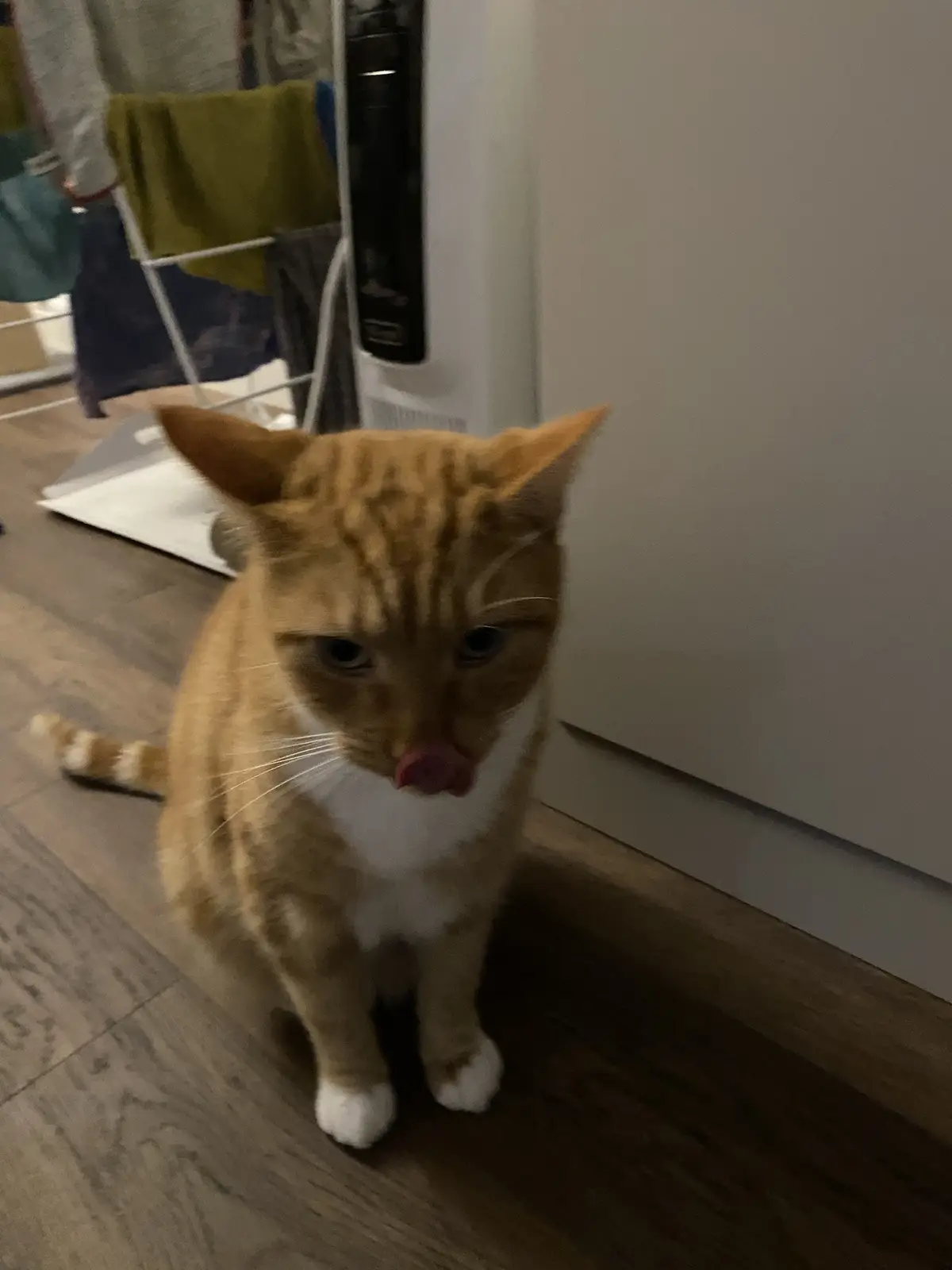 An orange tabby cat with white paws and chest sits on a wooden floor, its pink tongue sticking out as it licks its nose. In…