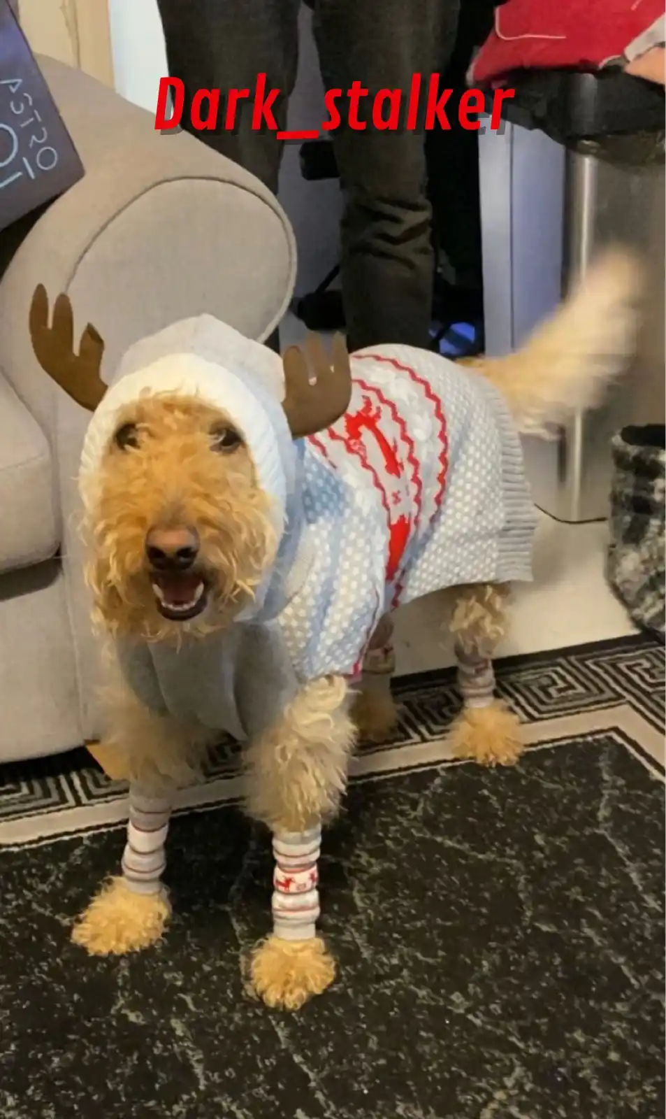 Meet Molly, the adorable Reindoodle!