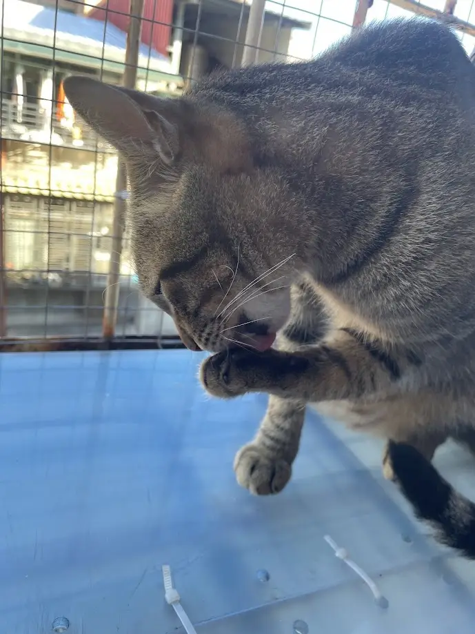 The Adorable Cat That Steals Hearts