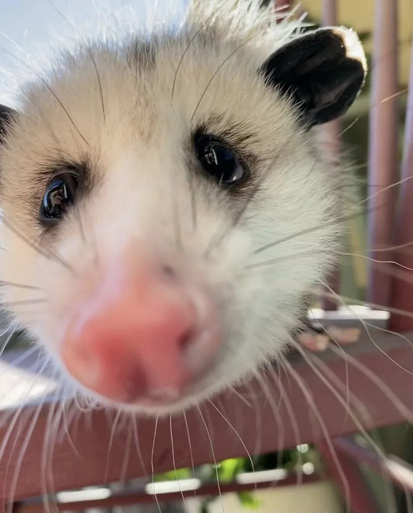 A close-up photo of an opossum's face, with its large dark eyes, pink nose, and white fur with black-tipped ears, looking…