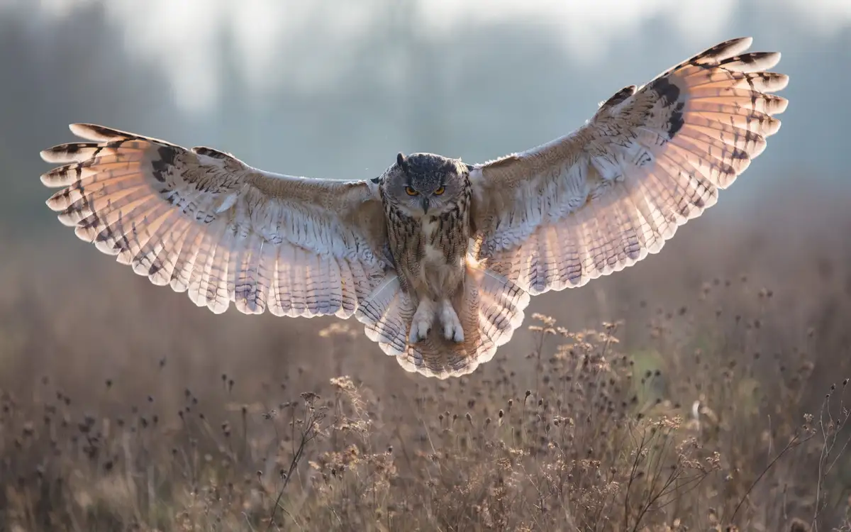 A majestic owl with wide, outstretched wings is captured mid-flight against a soft, blurred background of dry grasses and…