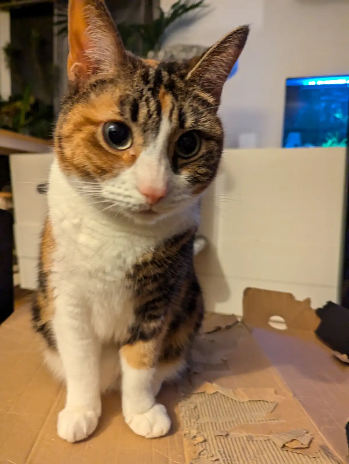 A calico cat with wide, expressive eyes sits inside a torn cardboard box, looking directly at the camera with a serious…