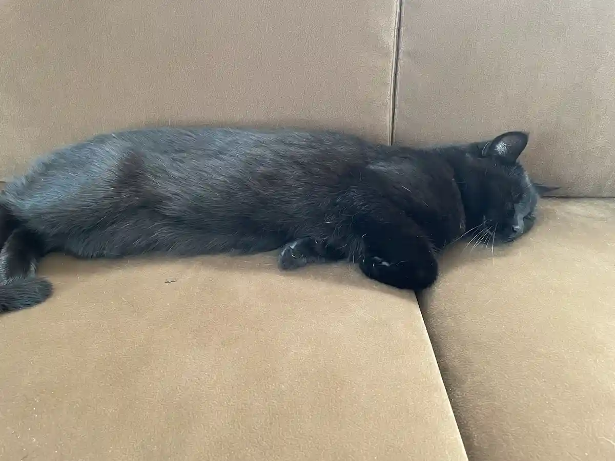 A black cat is sleeping soundly on a brown couch, stretched out with its eyes closed and paws tucked. The overlaid text…