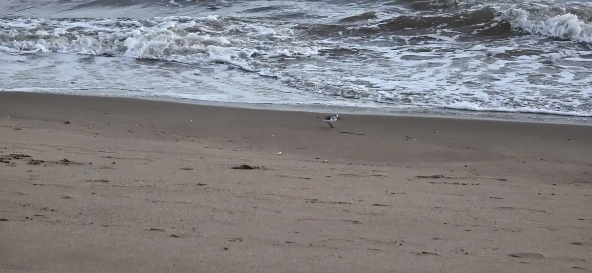 A small shorebird stands alone on a sandy beach as gentle waves roll in behind it. The bird is positioned near the water's…