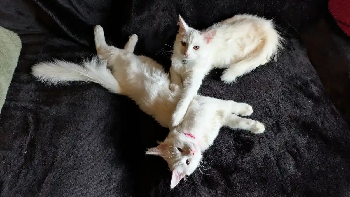 Two fluffy white cats are on a dark blanket; one lies on its back with paws up, while the other sits upright and rests a paw…