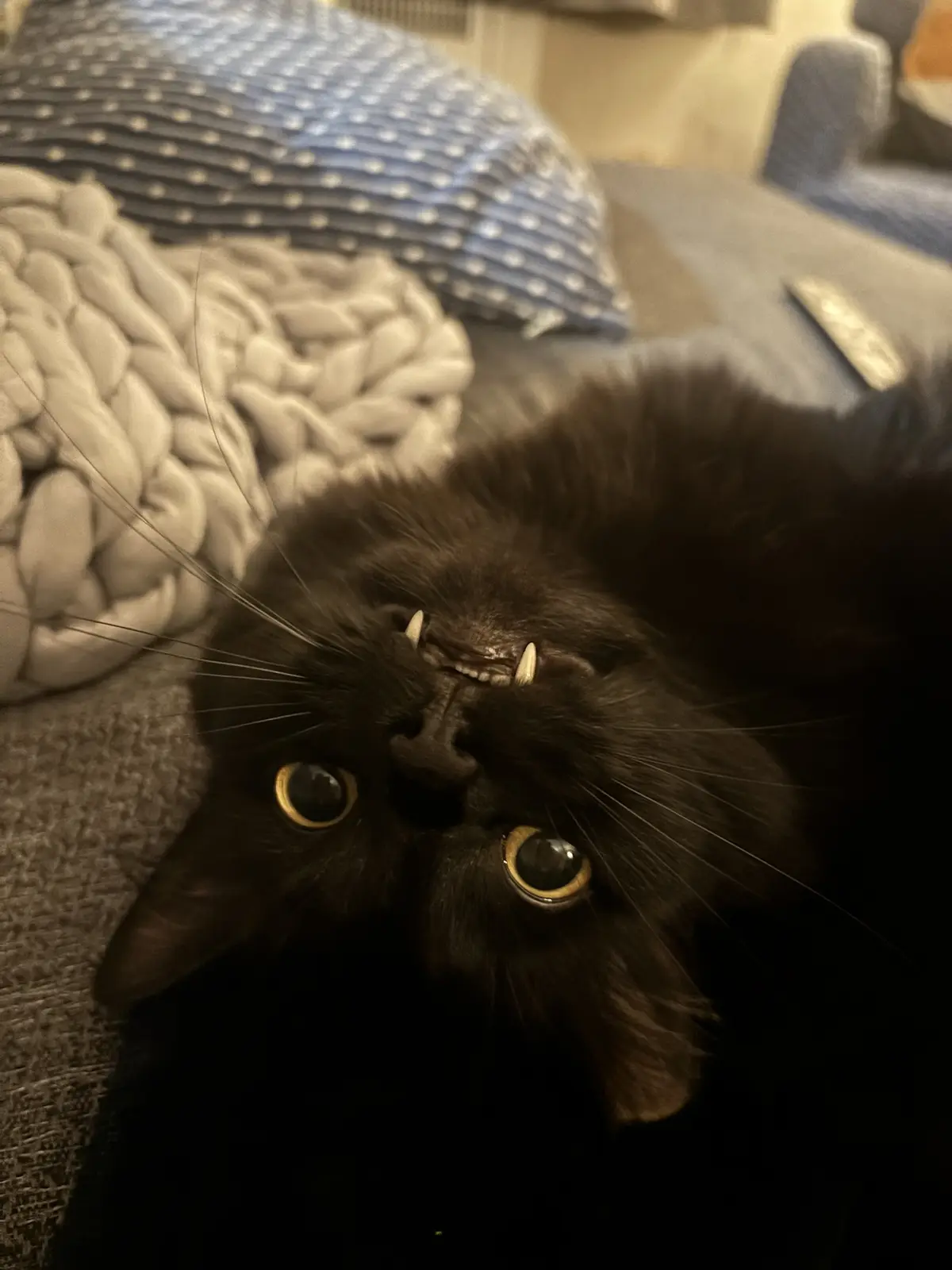 A black cat lies on its back on a couch, looking up with wide, round eyes and its mouth slightly open, revealing two small…