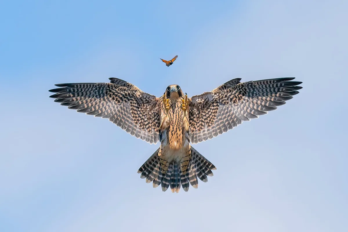 The Playful Young Bird Taking Flight