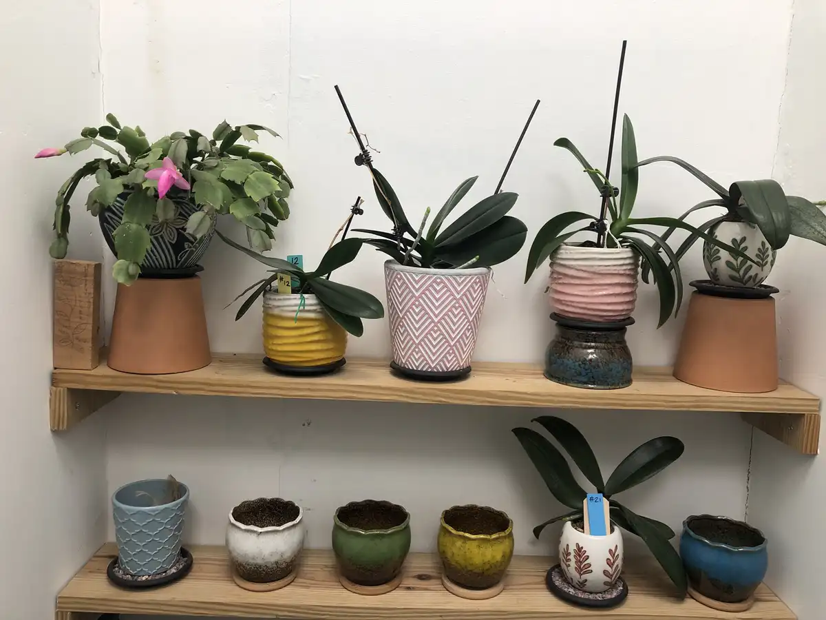 Reviving Orchids and Other Green Wonders