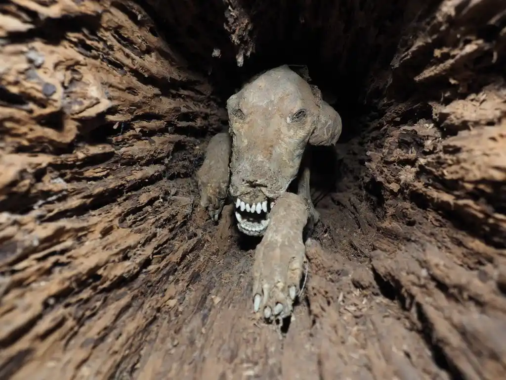 A Dog's Adventure: Trapped in a Hollow Tree and Mummified