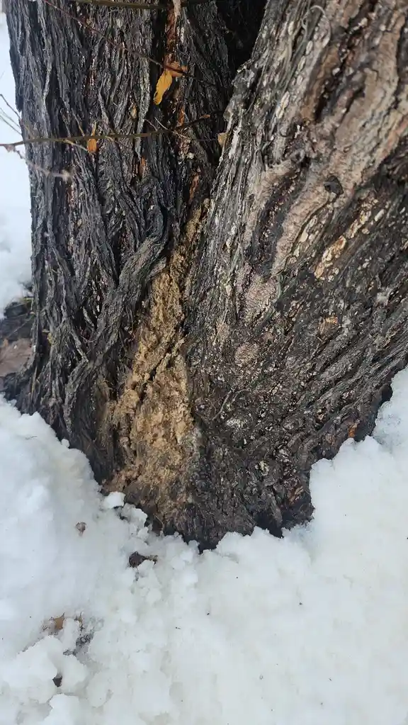 A close-up photo of a tree trunk with rough, dark bark and snow at its base, where a patch of lighter, textured bark forms a…