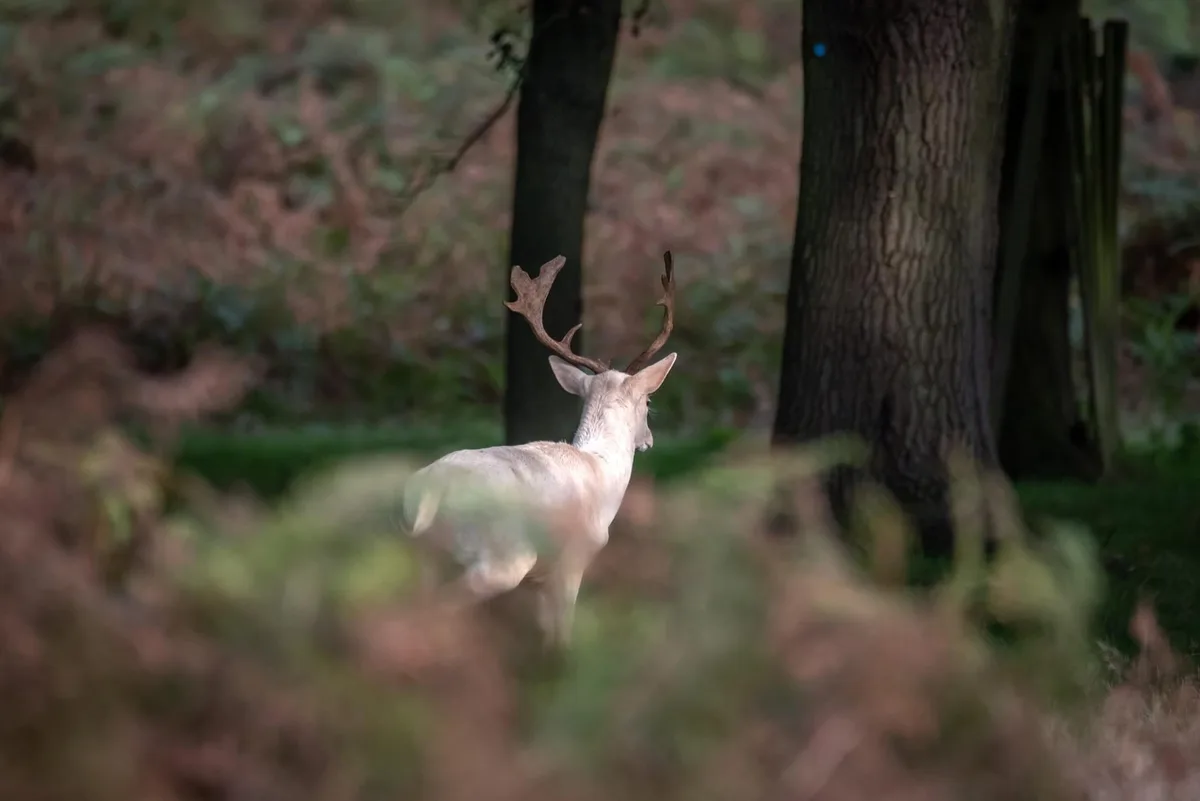 Spotlight on the Majestic White Fallow Buck