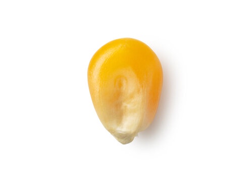a single yellow corn kernel photographed against a plain white background, with natural light casting a soft shadow. The…