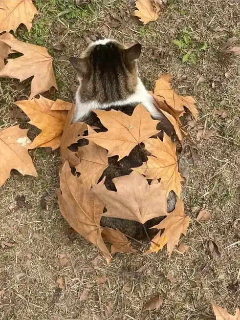 A tabby cat with white markings is seen from above, sitting on dry grass surrounded by fallen maple leaves. The cat is…