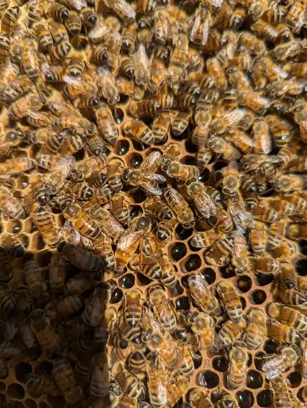 A dense cluster of honeybees covers a honeycomb, with many bees resting on and around the hexagonal cells, some of which…